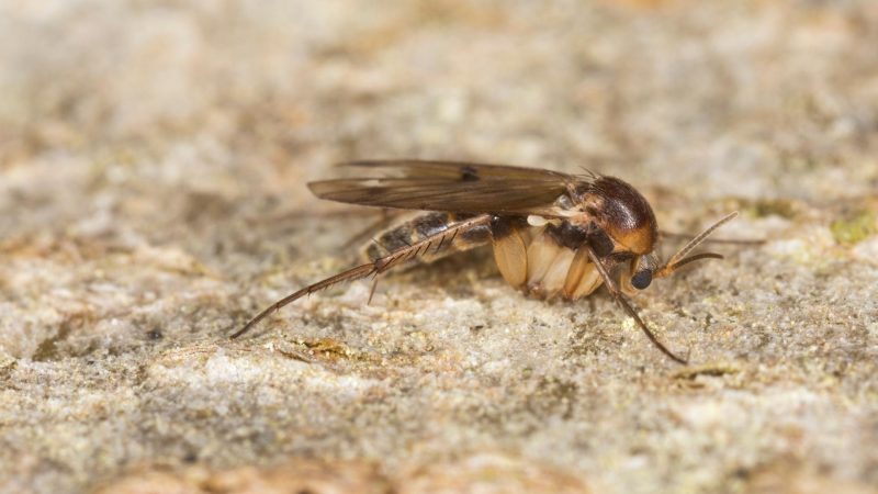 Fungus Gnats 