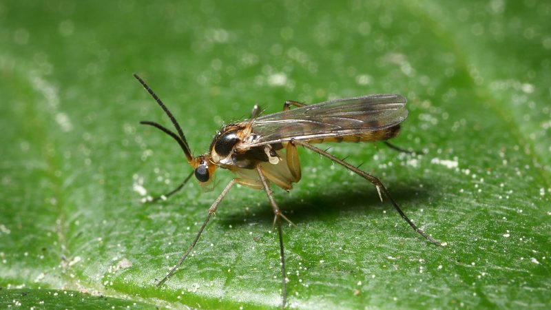 Fungus or Houseplant Gnats