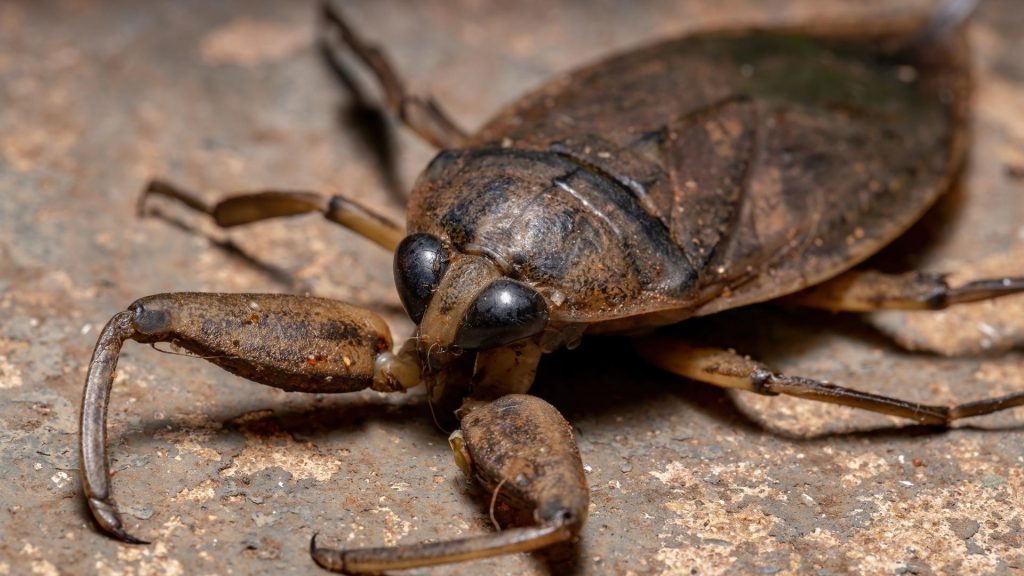 Giant Water Bug