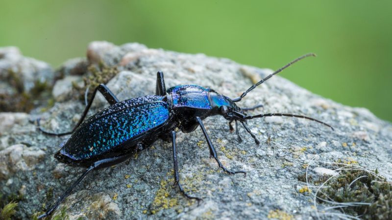 Ground Beetles