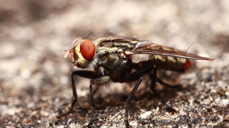 Houseflies