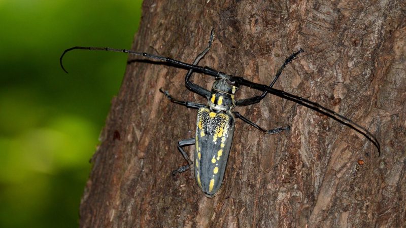 How Are Longhorn Beetles Invasive