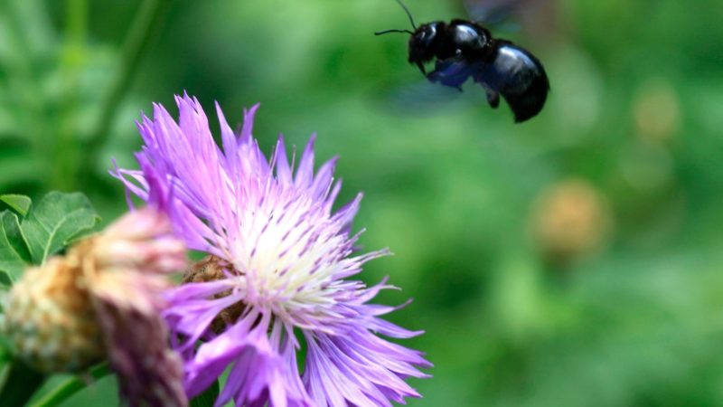 How Big Does the Black Carpenter Bee Get