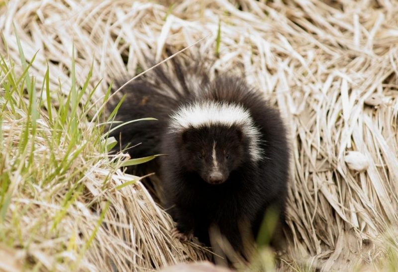 How Big Is a Skunk Hole