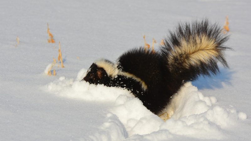 How Big of a Hole Does a Skunk Need