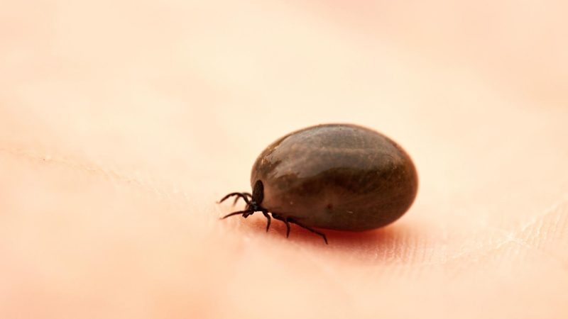 How Can I Prevent Getting Bitten by a Tick in the Winter