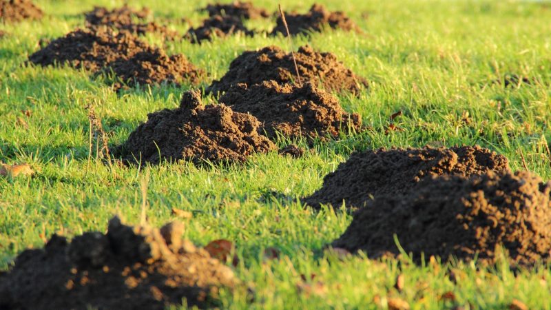 How Can You Tell a Difference Between a Mole and a Vole Tunnel