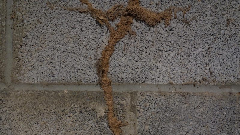 How Do You Know If You Have Termites Eating Your House