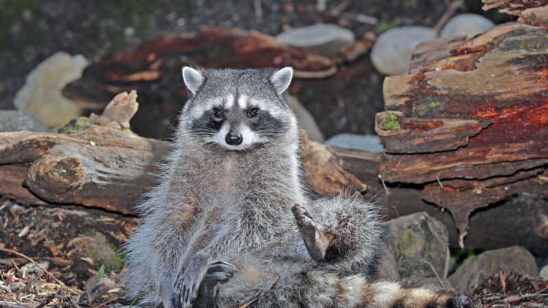 How Do You Know If a Raccoon Has Rabies