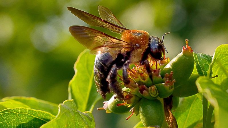 How Long Do Carpenter Bees Stay Around