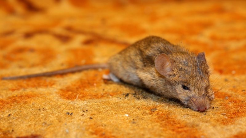 How Long Do Dead Mice Smell