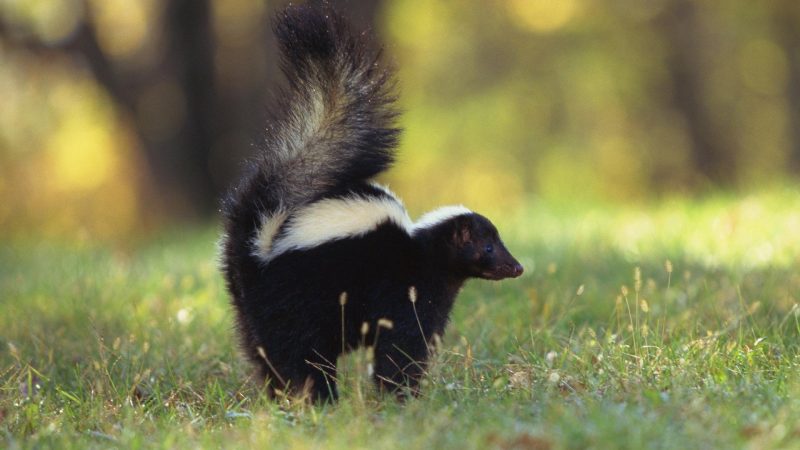 How Smart are Skunks