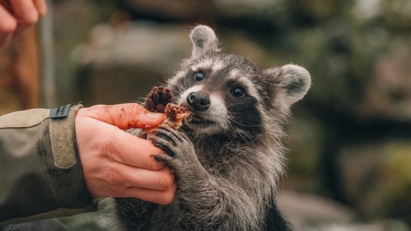 How You Can Keep Food Away From Raccoons