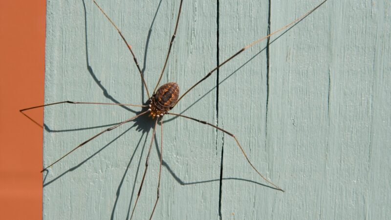 How to Get Rid of Daddy-Long-Legs