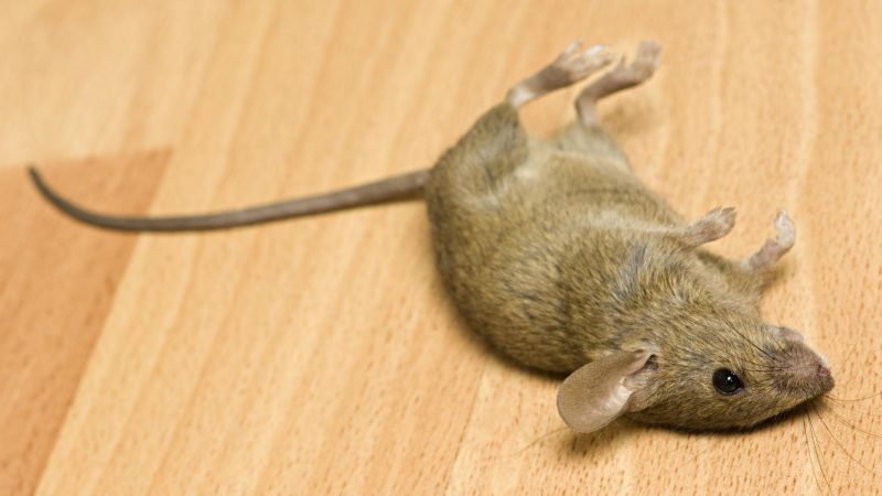 How to Locate a Dead Mouse in Your Home