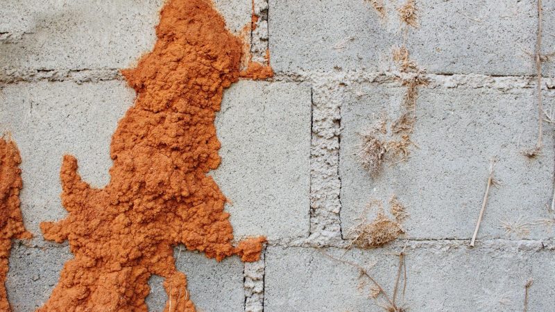 How to Tell if you Have Termites in Your Walls