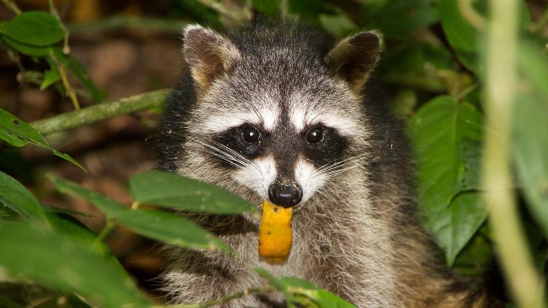 Is it Bad to Feed Wild Raccoons