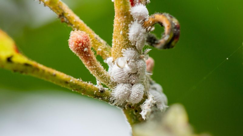 Mealybugs