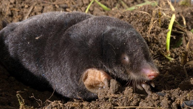 Mole Identification