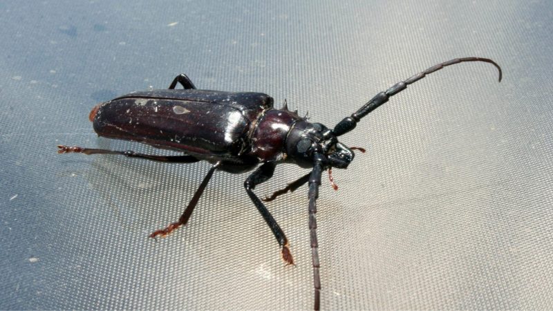 Palo Verde Beetle