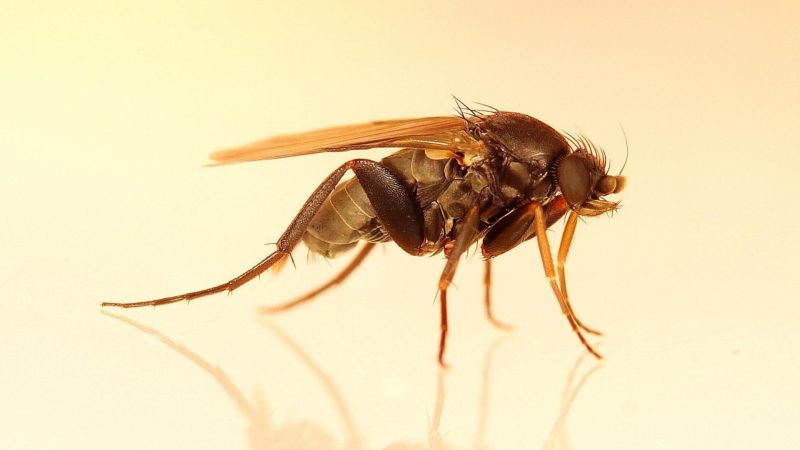 Phorid Flies 