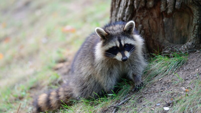 Signs of a Raccoon Infestation