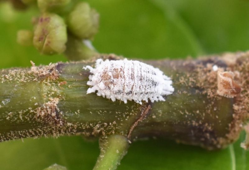 Small Clear White Bugs and Mites in House