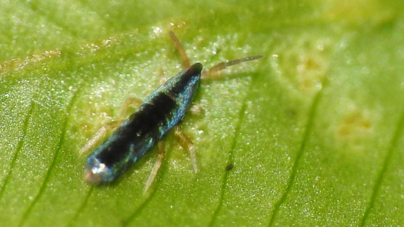 Springtails