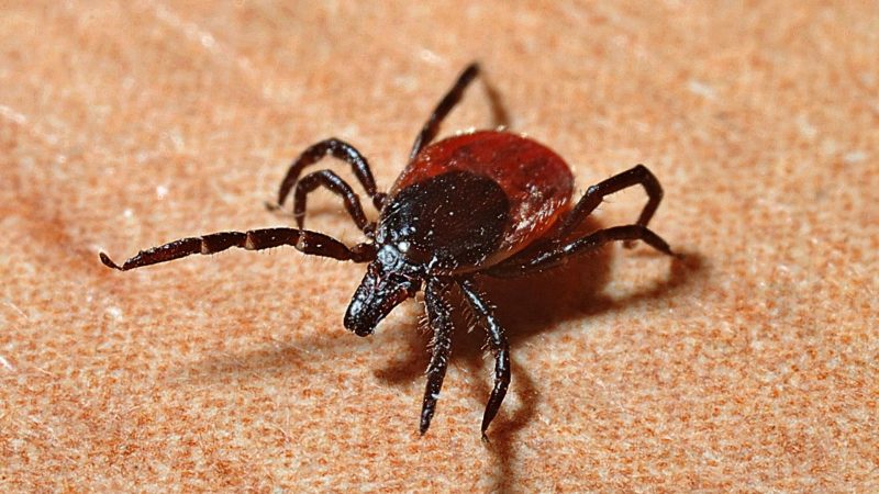 Ticks