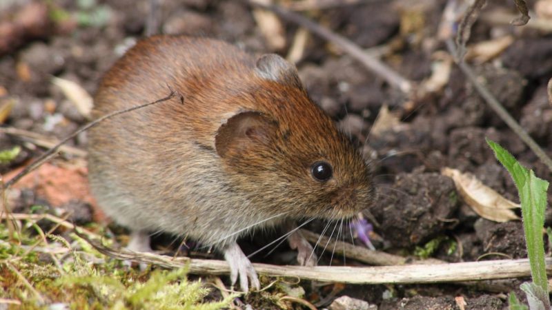 Vole Identification