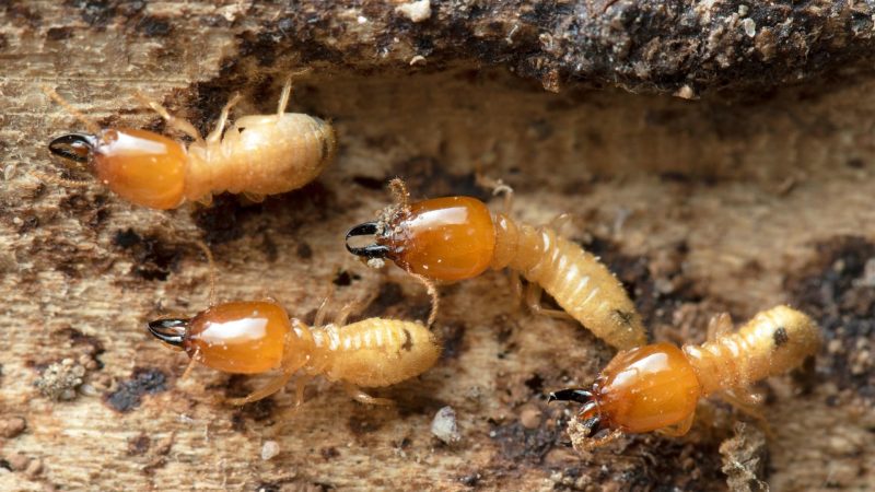 What Are the Three Main Types of Termites