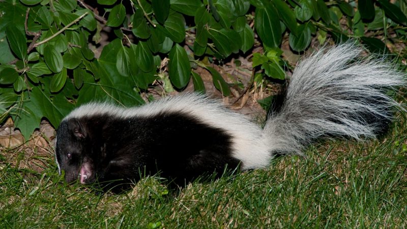 What Attracts Skunks in Your Yard