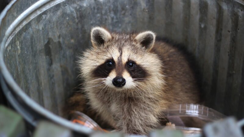What Do Abandoned Baby Raccoons Eat