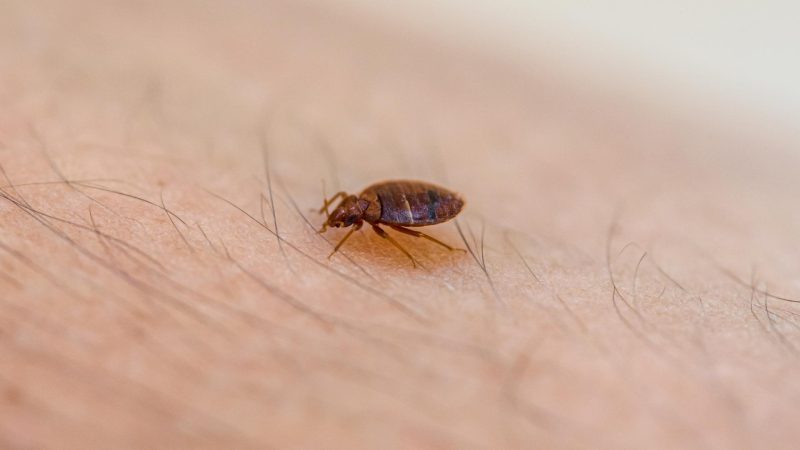 Do Baby Bed Bugs Bite Frequently Asked Questions About Bed Bug Nymphs Pest Samurai