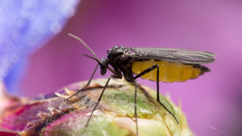 What Do Dark Winged Fungus Gnats Look Like