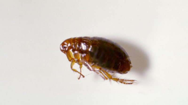 What Do Fleas Look Like