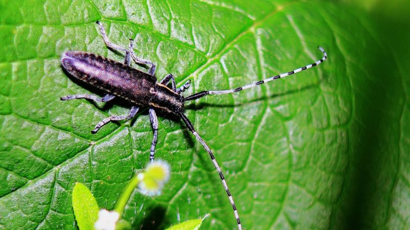 What Do Longhorn Beetles Eat