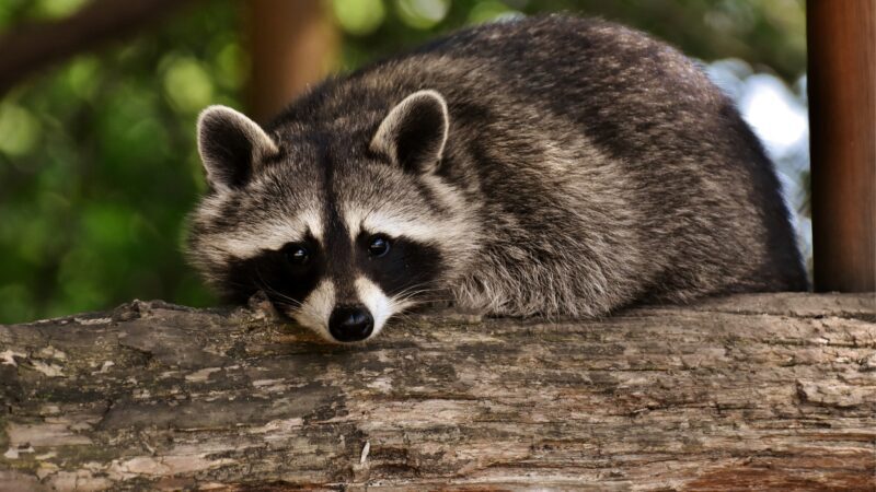 What Do Raccoons Hate
