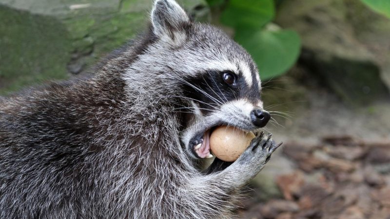 What Do Wild Raccoons Like to Eat