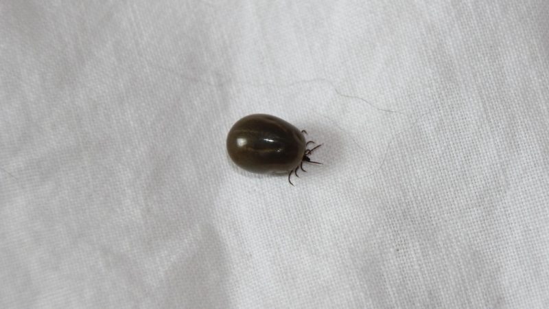 What Happens to Tick in Winter
