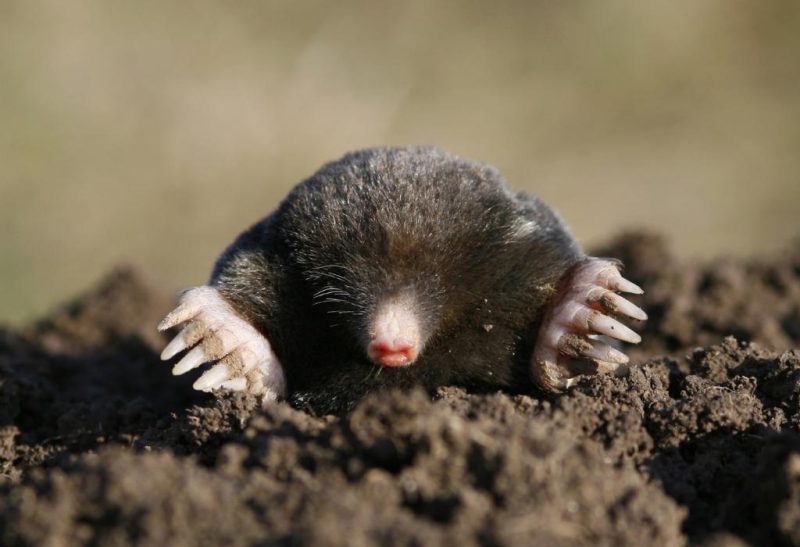 What Is The Difference Between Moles and Voles