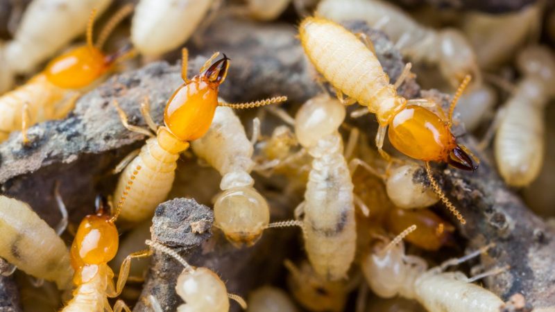 What Kind of Termites Eats Your House