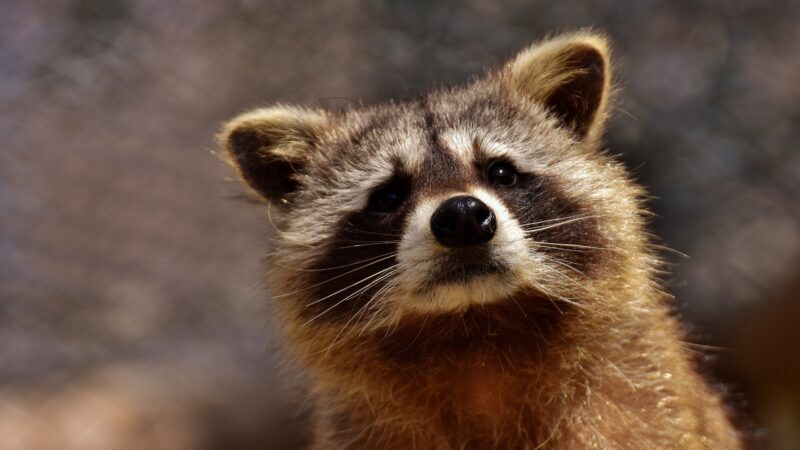 What States Is Legal to Have a Pet Raccoon