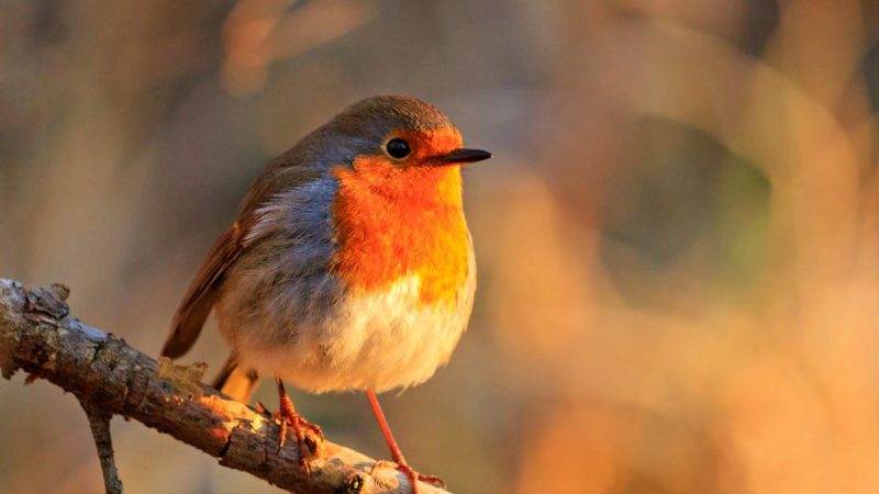 What Temperature Kills Bird Mites