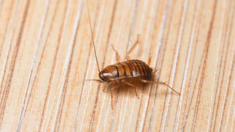 7 Bugs That Look Like Baby Roaches And How To Get Rid Of Them   What Do Baby Roaches Look Like E1642488018957 