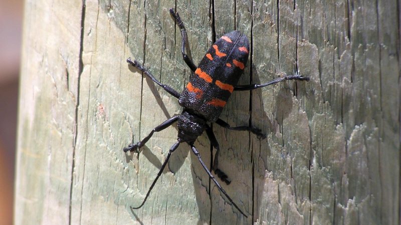 What is a Longhorn Beetle
