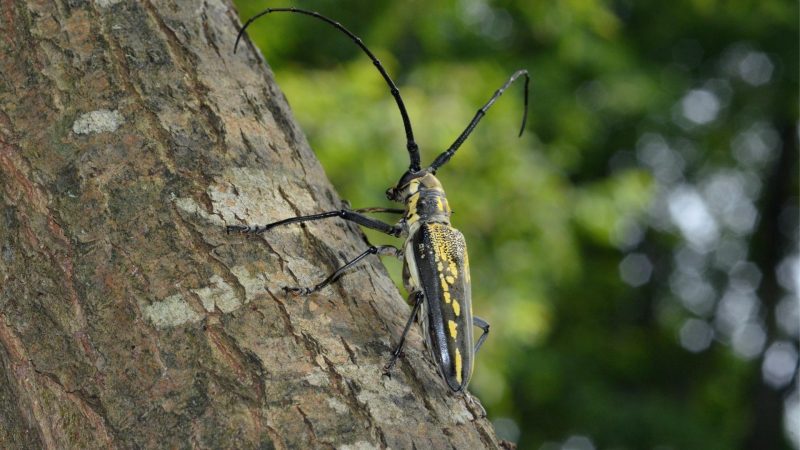 Where Are Longhorn Beetles Found