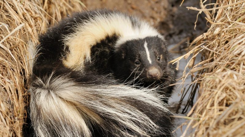 Where Do Skunks Hide During the Day