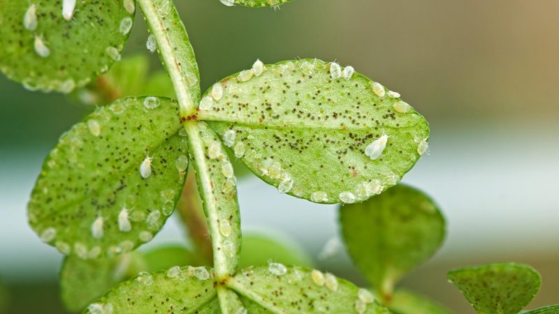 Whiteflies