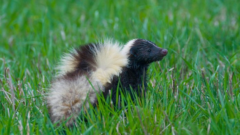 Will Skunks Leave On Their Own